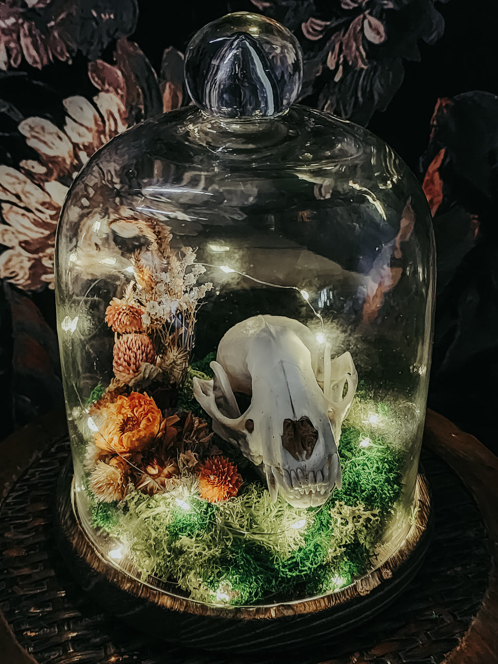 Raccoon Skull Dome Display with Moss, Dried Flowers & Fairy Lights – Woodland Curio Nature Décor