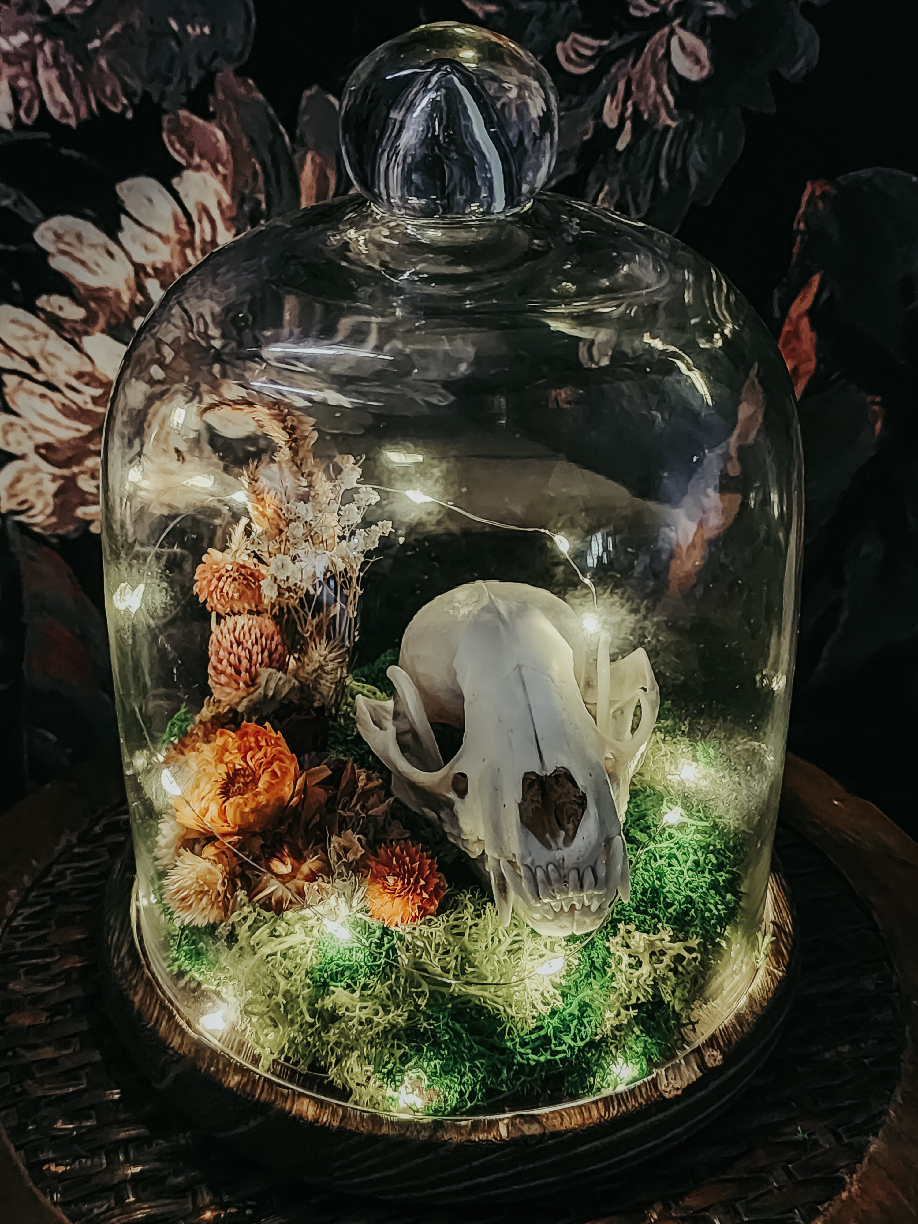 Raccoon Skull Dome Display with Moss, Dried Flowers & Fairy Lights – Woodland Curio Nature Décor