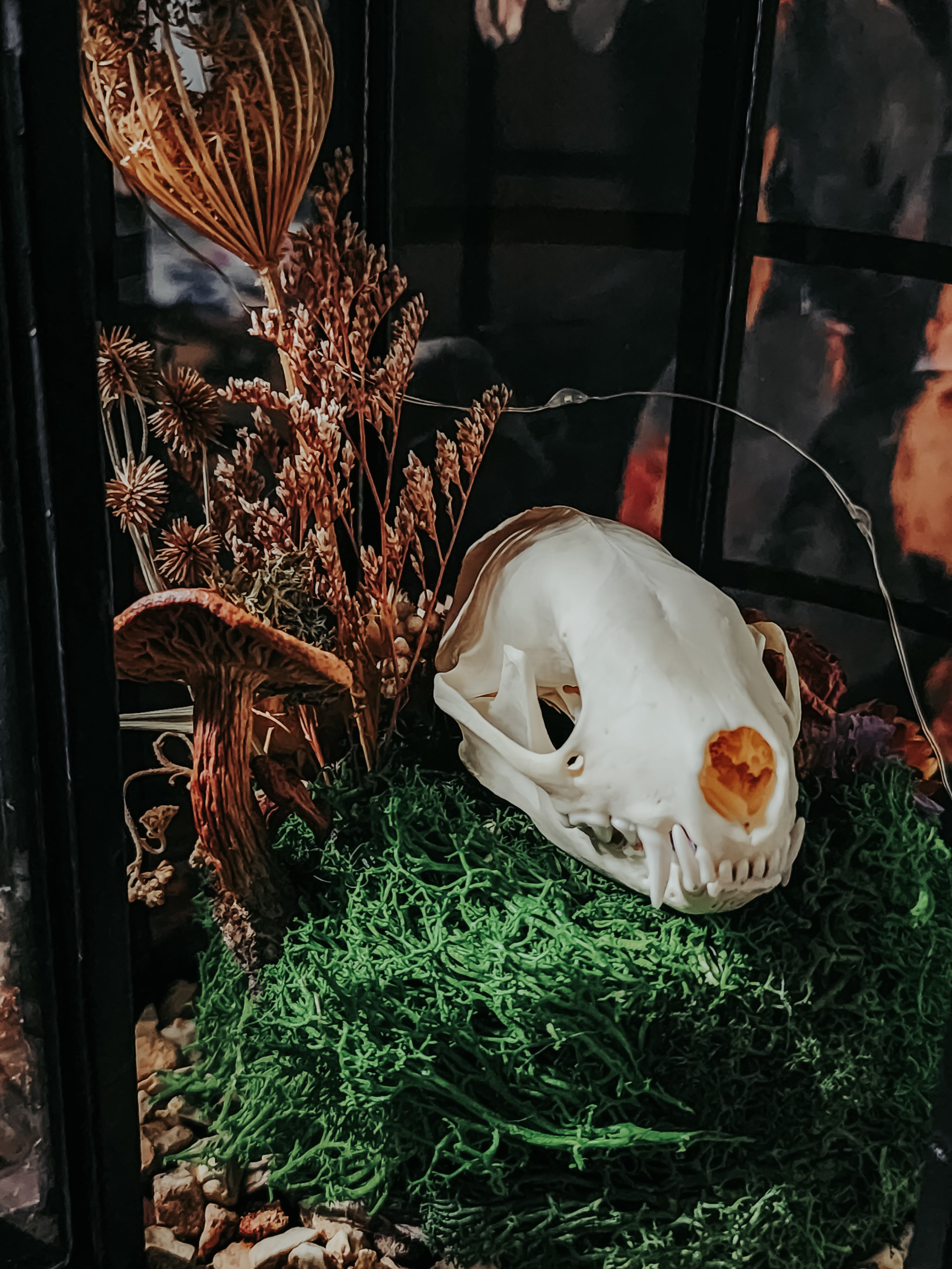 Skunk Skull Round Lantern Display with Moss, Dried Flowers & Fairy Lights – Woodland Gothic Nature Décor