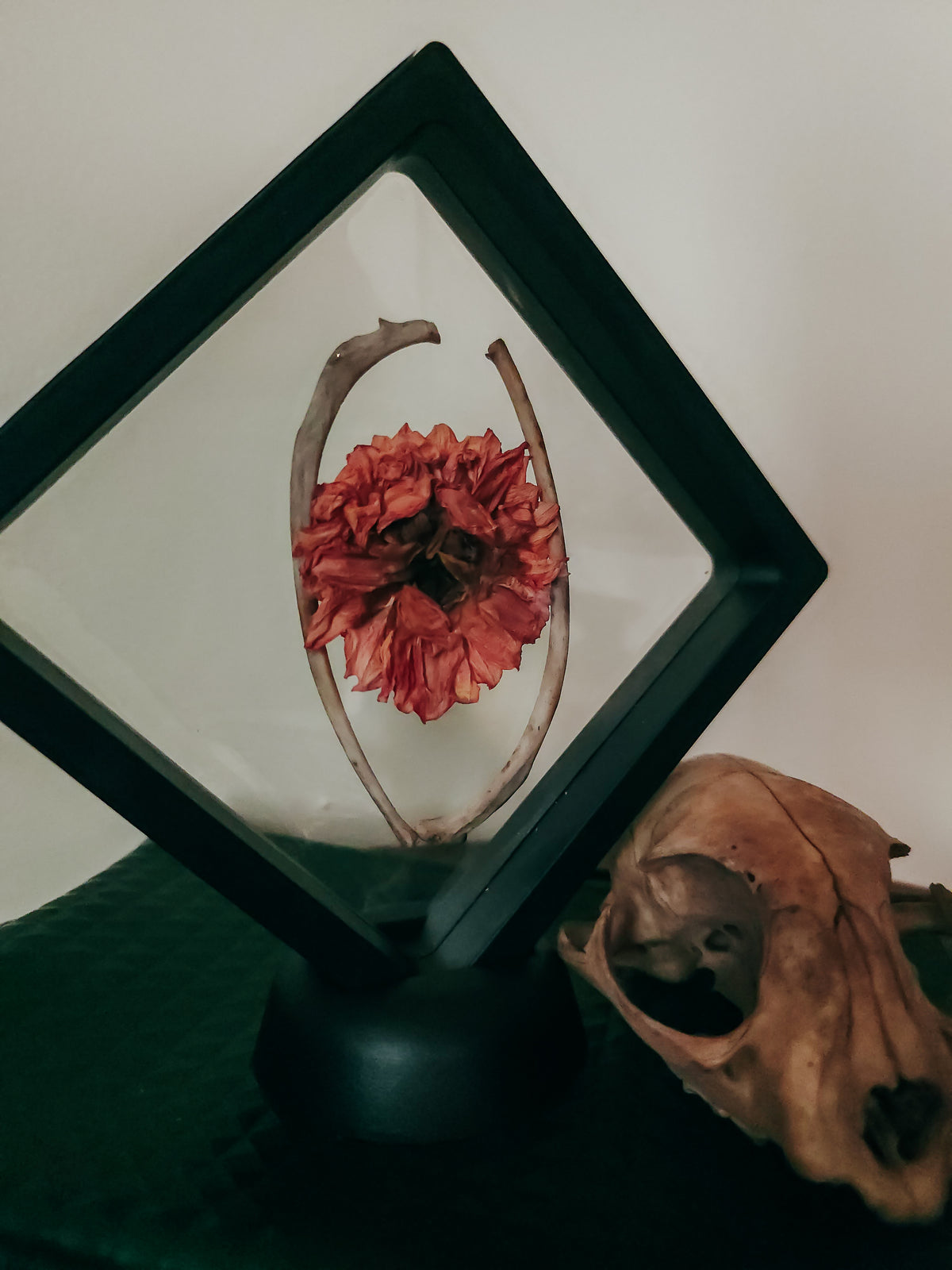 Mini Curio Display with Raccoon Ribs & Dried Flowers – Woodland Natural History Art