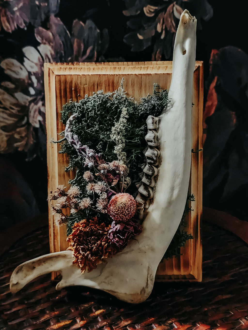 Deer Jaw Dried Flower Arrangement on Burned Wood Plaque with Moss – Rustic Woodland Wall Display