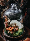 Raccoon Skull Dome Display with Moss, Dried Flowers & Fairy Lights – Woodland Curio Nature Décor