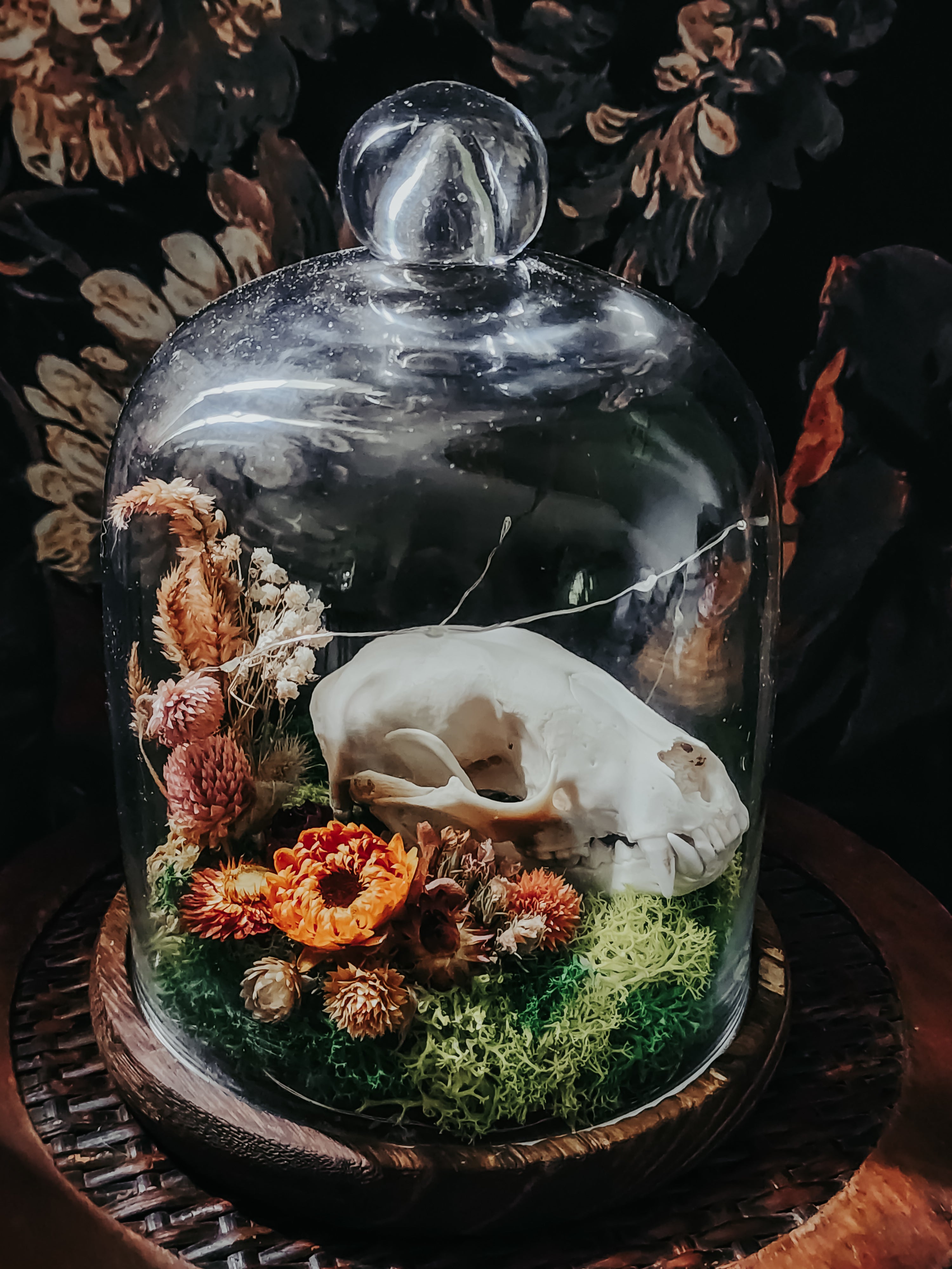Raccoon Skull Dome Display with Moss, Dried Flowers & Fairy Lights – Woodland Curio Nature Décor