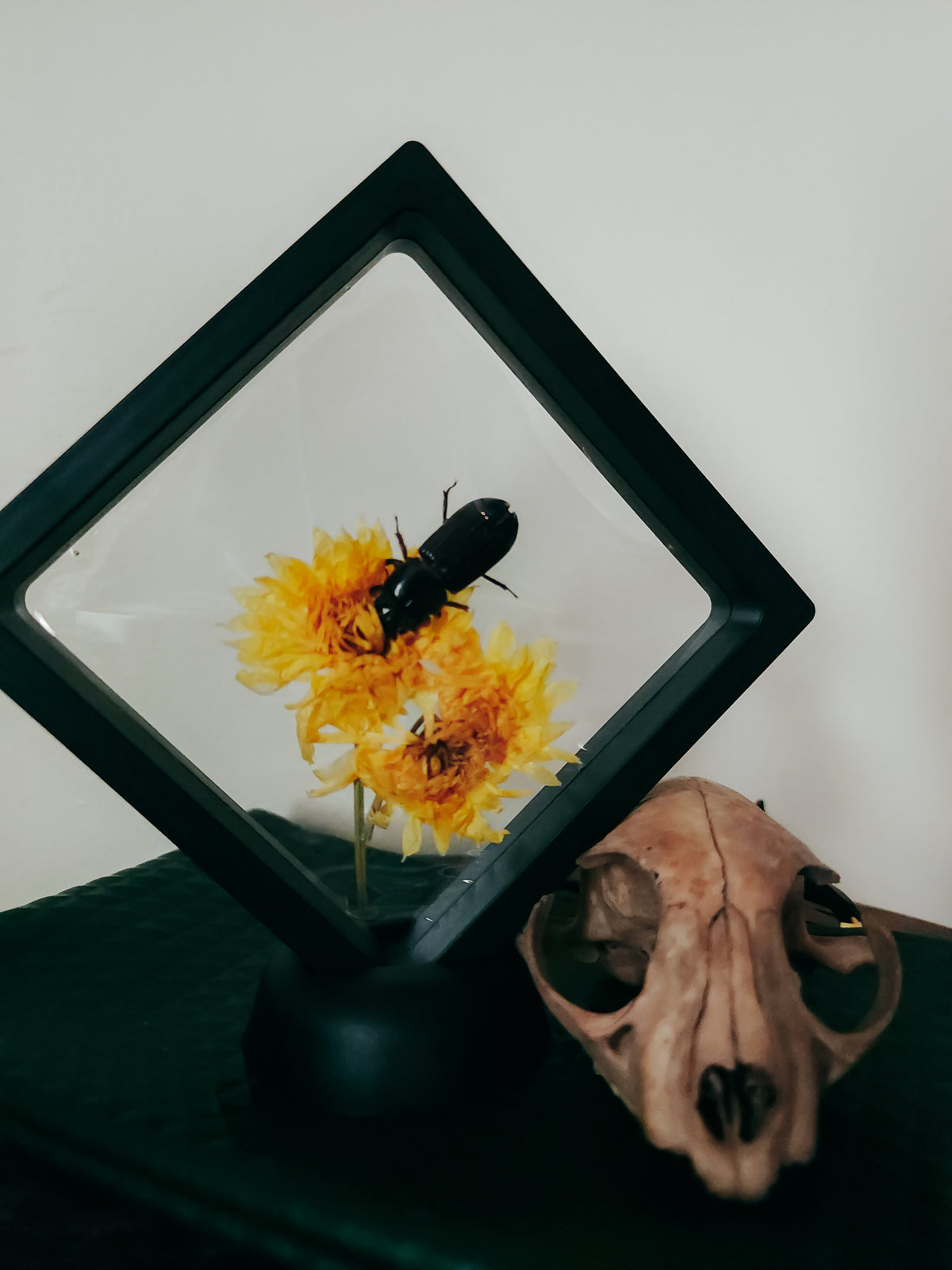 Mini Curio Display with Passalus Beetle & Dried Flowers – Natural History Insect Art
