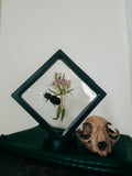 Mini Curio Display with Passalus Beetle & Dried Flowers – Natural History Insect Art