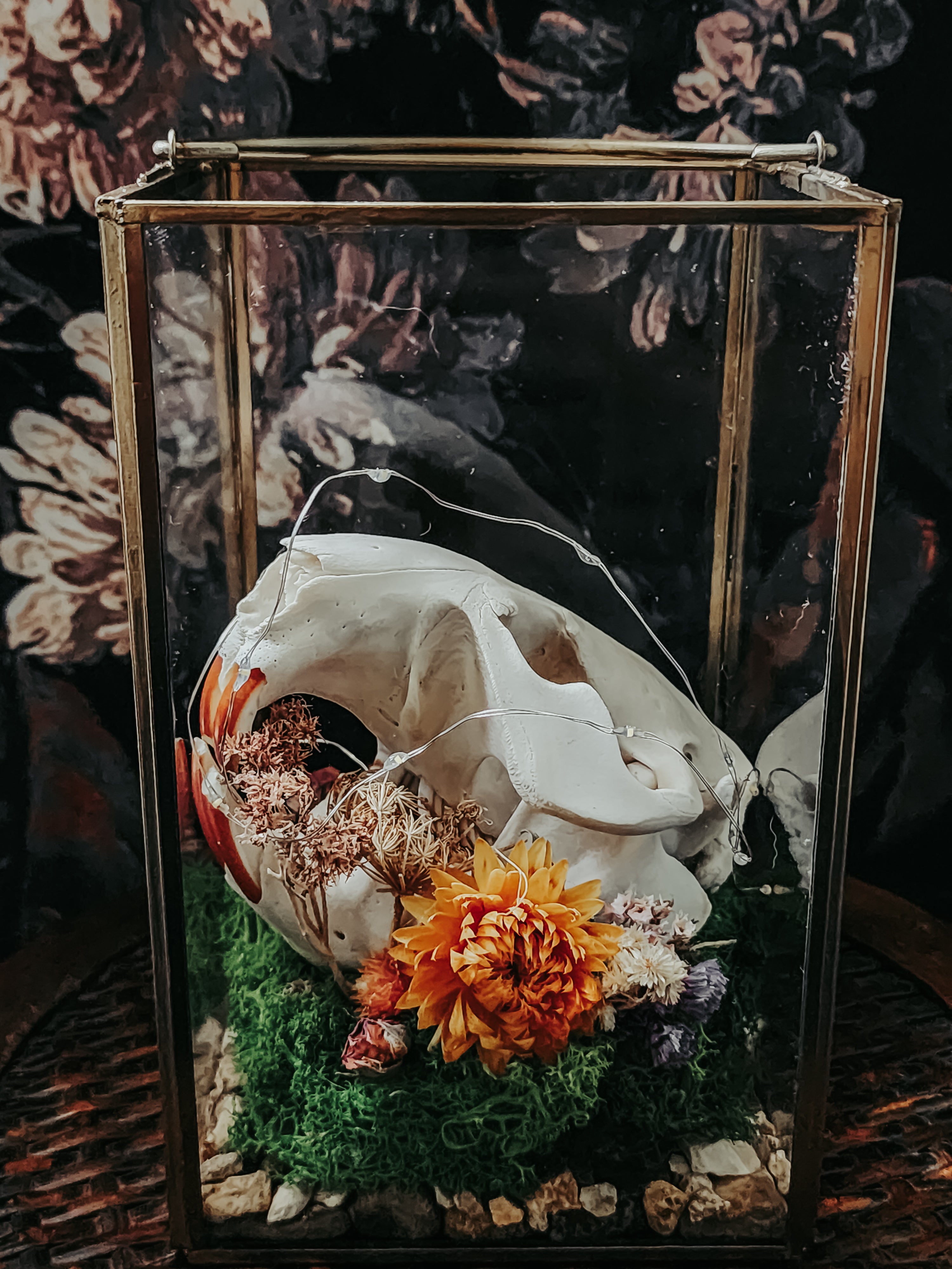 Beaver Skull Glass Lantern with Moss, Dried Flowers & Fairy Lights – Woodland Curio Nature Display