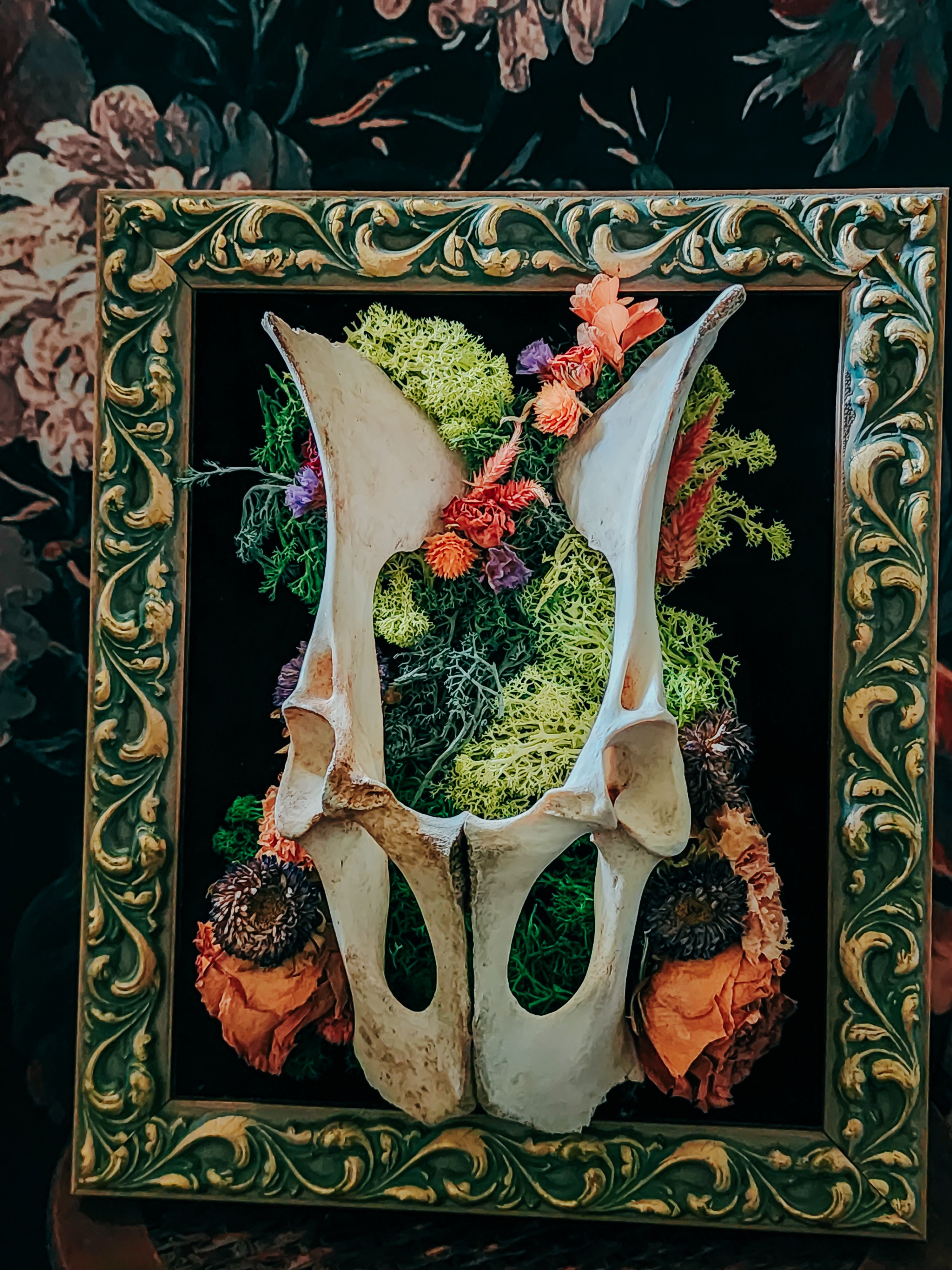 Deer Pelvis Velvet Frame Display with Moss & Dried Flowers – Vintage Gothic Woodland Wall Décor