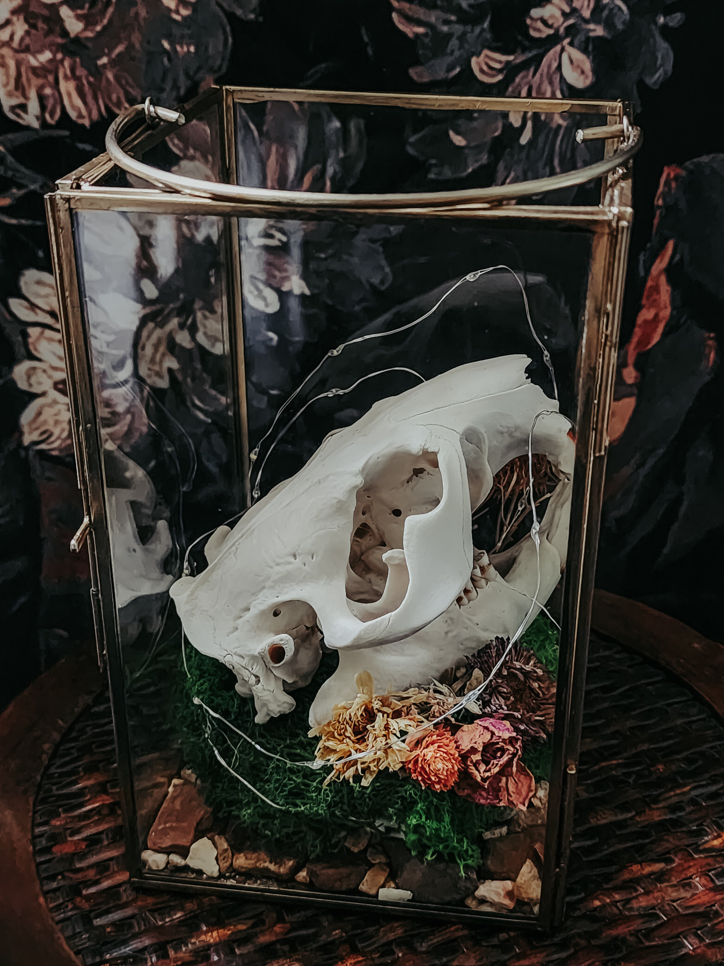 Beaver Skull Glass Lantern with Moss, Dried Flowers & Fairy Lights – Woodland Curio Nature Display
